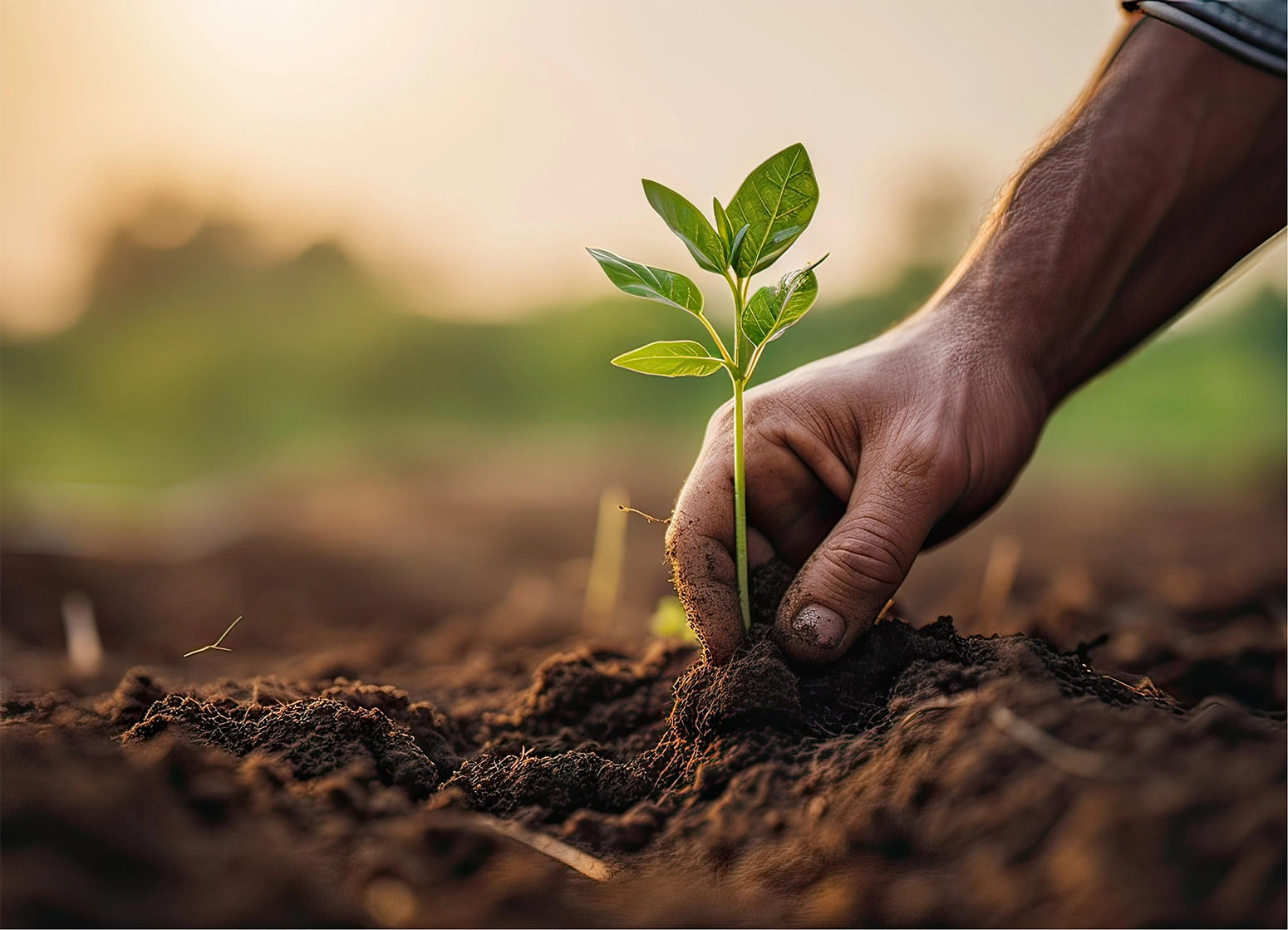 Zeppelin-OGB-25-CSR-Planting_trees